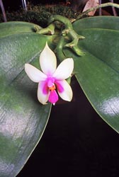 phalaenopsis violacea thumbnail graphic